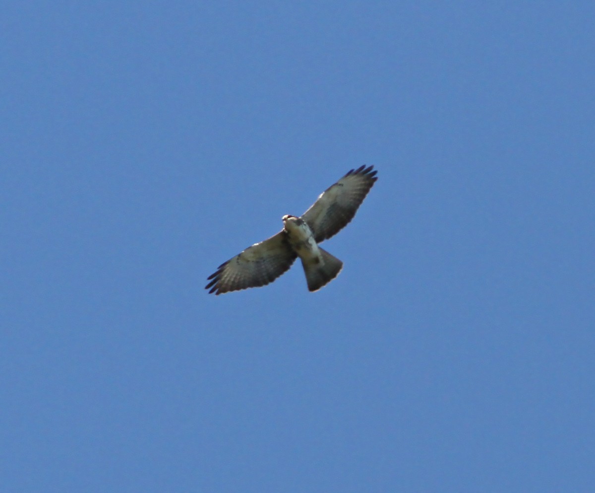 White-throated Hawk - Gary Rosenberg