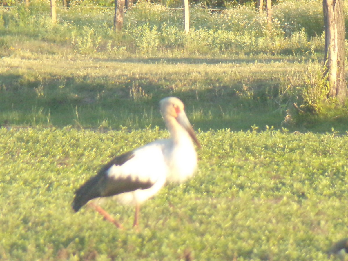 Maguari Stork - Joaquín  Casari