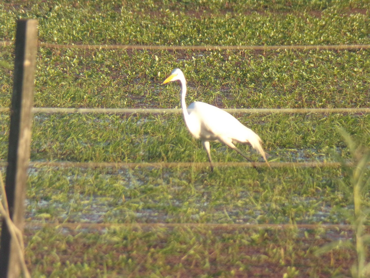 Great Egret - Joaquín  Casari