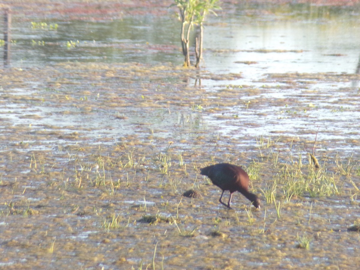 White-faced Ibis - Joaquín  Casari