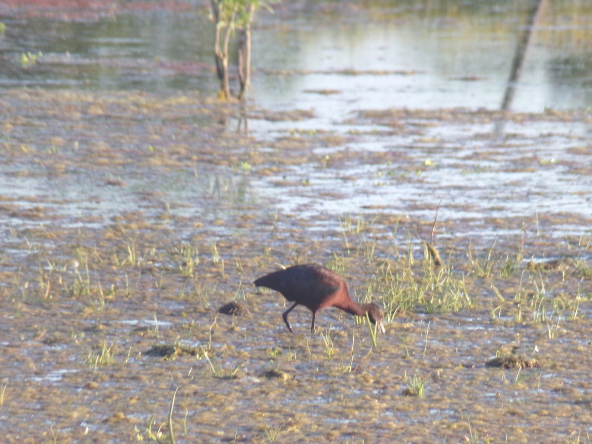 White-faced Ibis - Joaquín  Casari