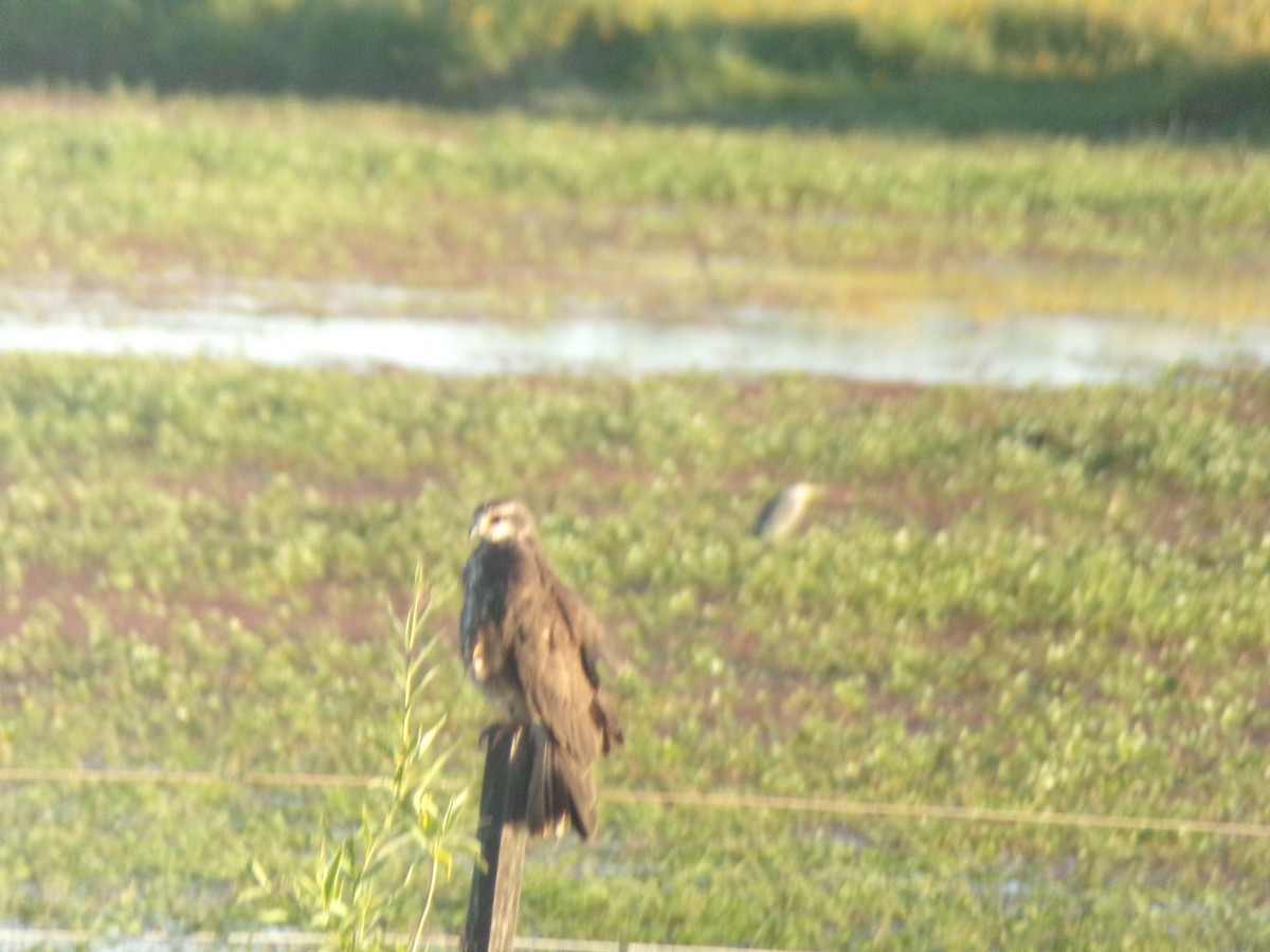 Snail Kite - Joaquín  Casari