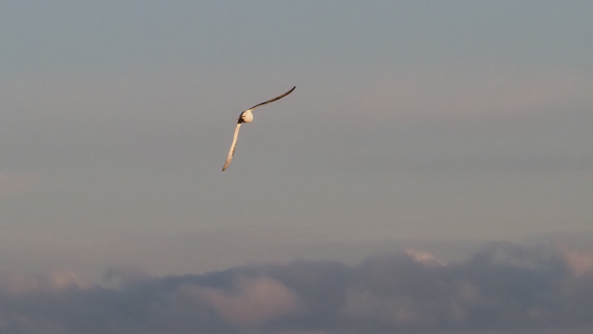 Northern Fulmar - ML292804761