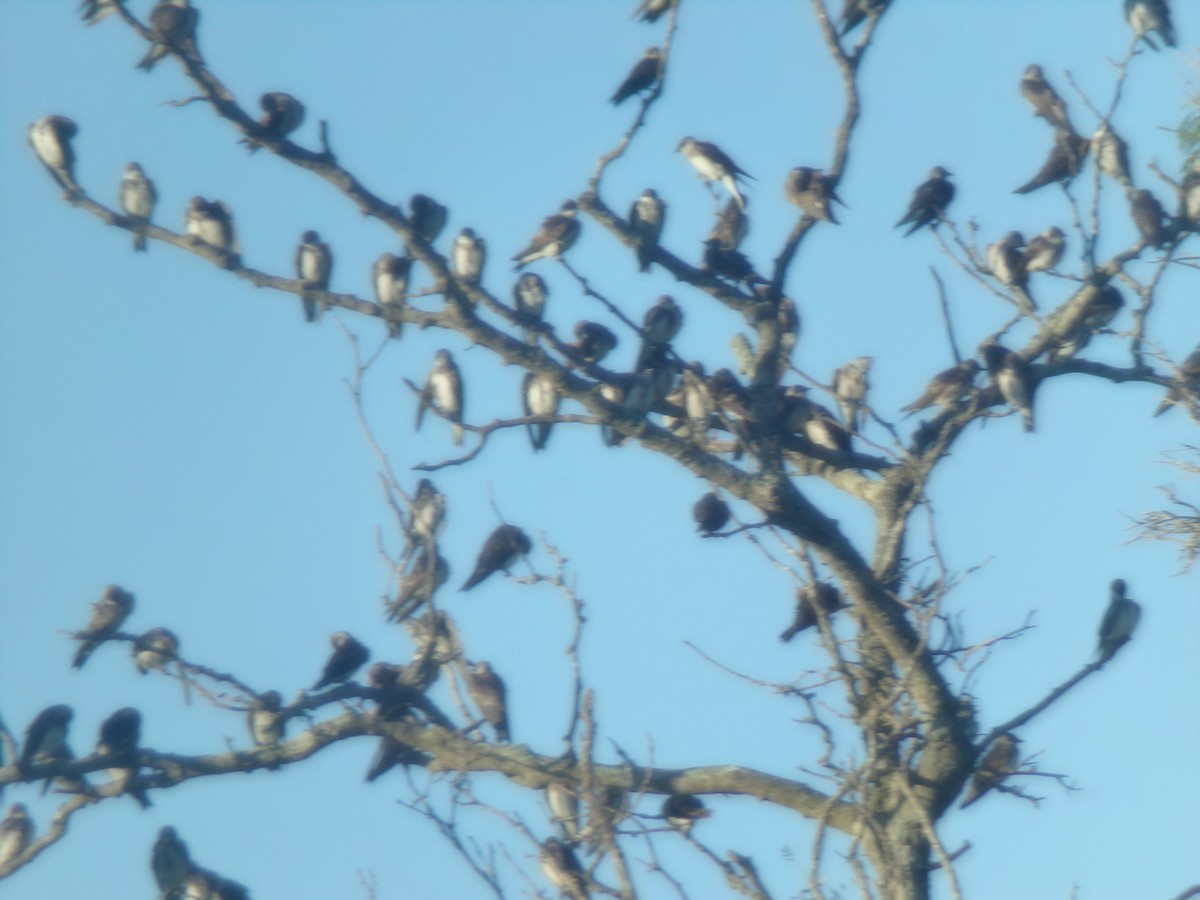 Gray-breasted Martin - Joaquín  Casari