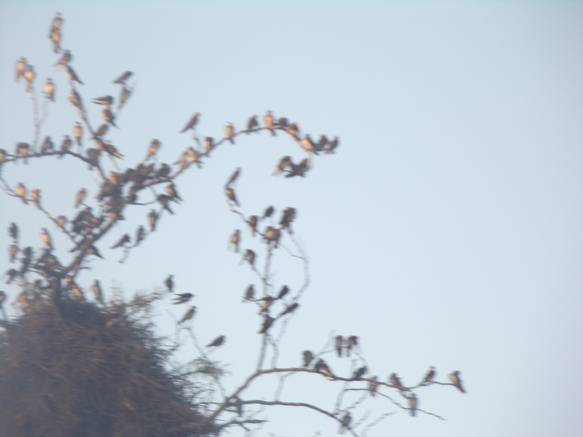 Brown-chested Martin - Joaquín  Casari