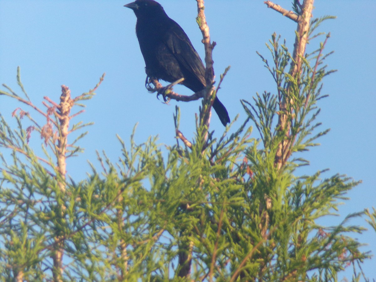 Screaming Cowbird - Joaquín  Casari