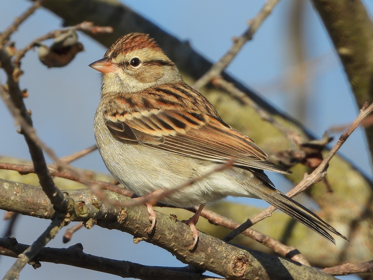 Chipping Sparrow - ML292806401