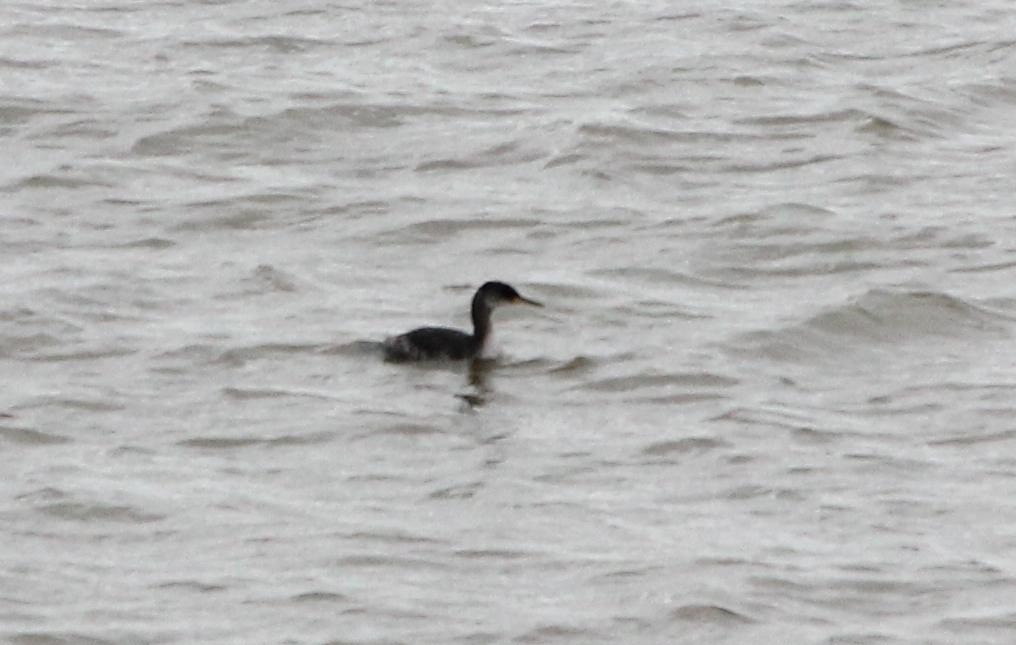 Red-necked Grebe - ML292806761