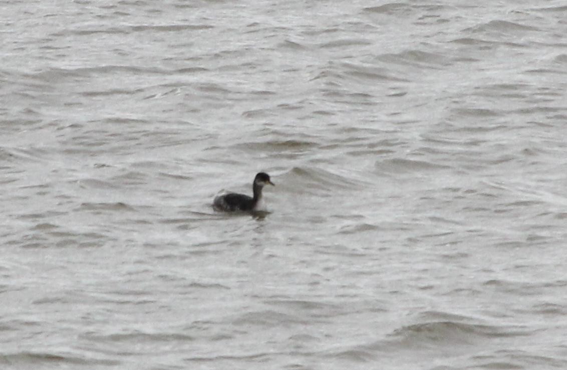 Red-necked Grebe - ML292806771