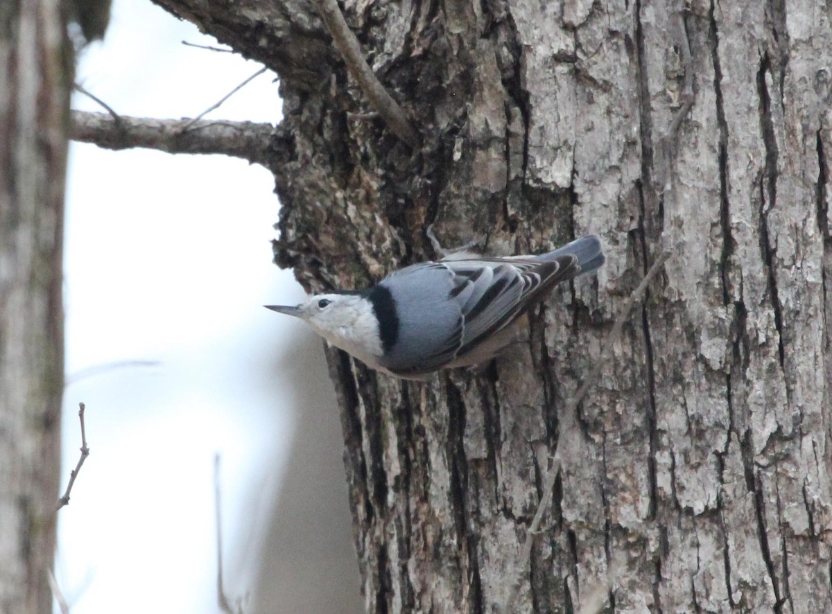 White-breasted Nuthatch - ML292807011