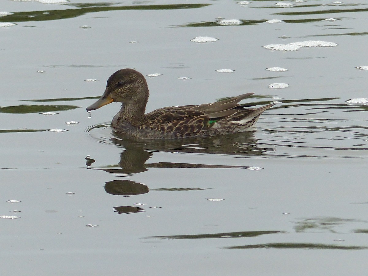 Green-winged Teal - ML292807391