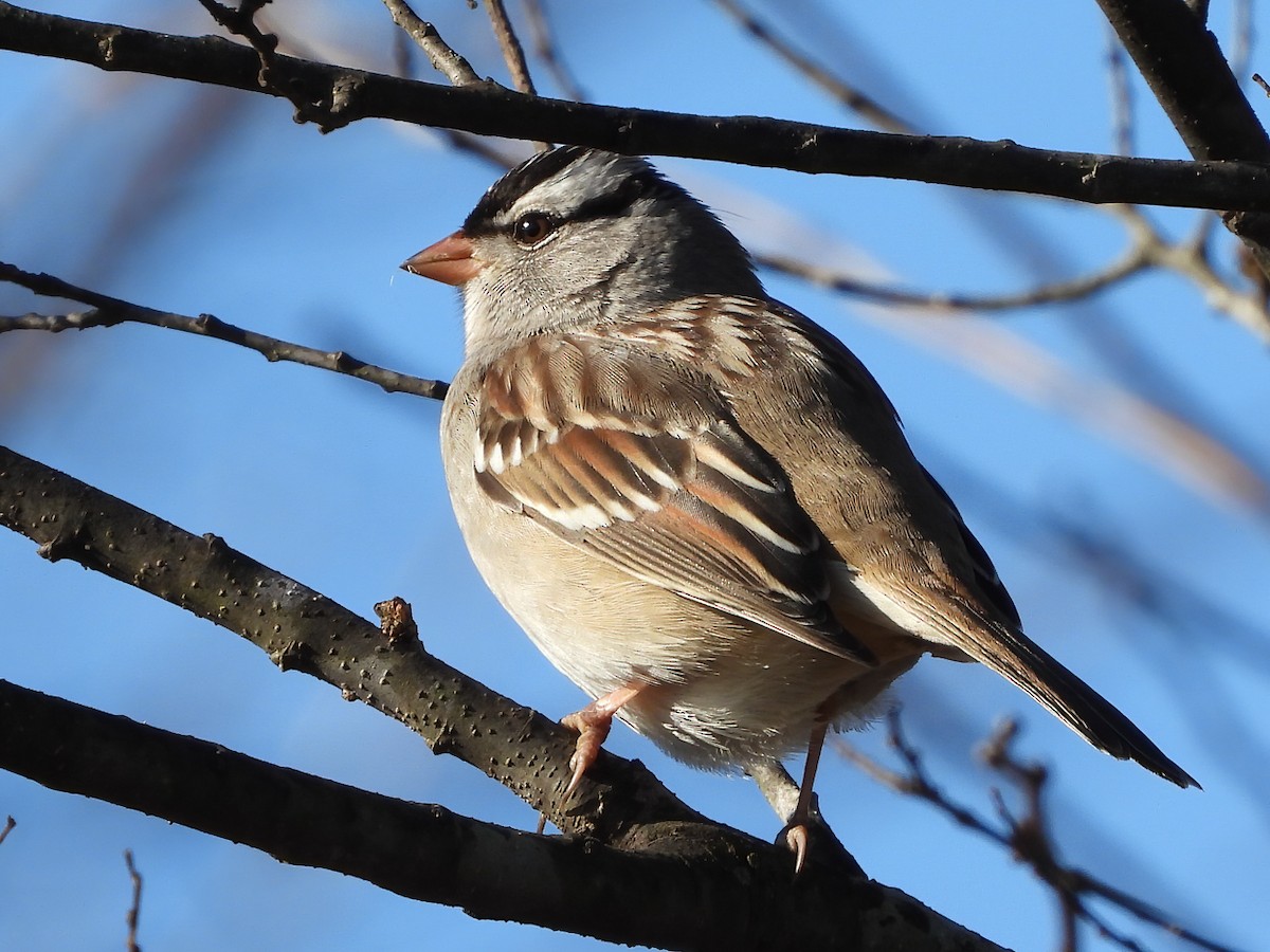 White-crowned Sparrow - ML292808271