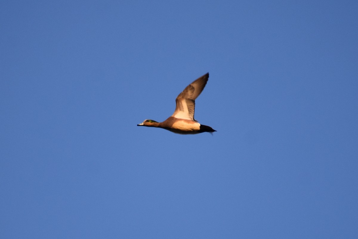 American Wigeon - ML292811061