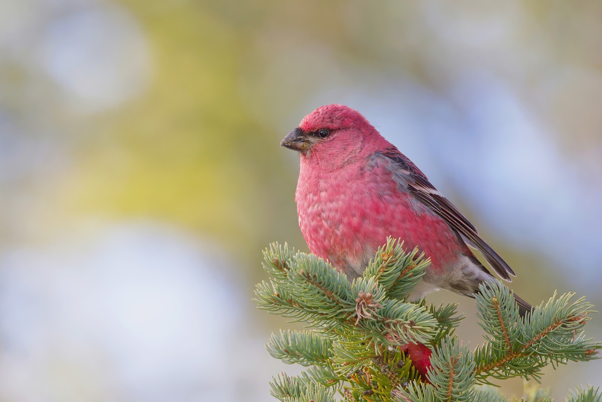 Pine Grosbeak - ML292811171