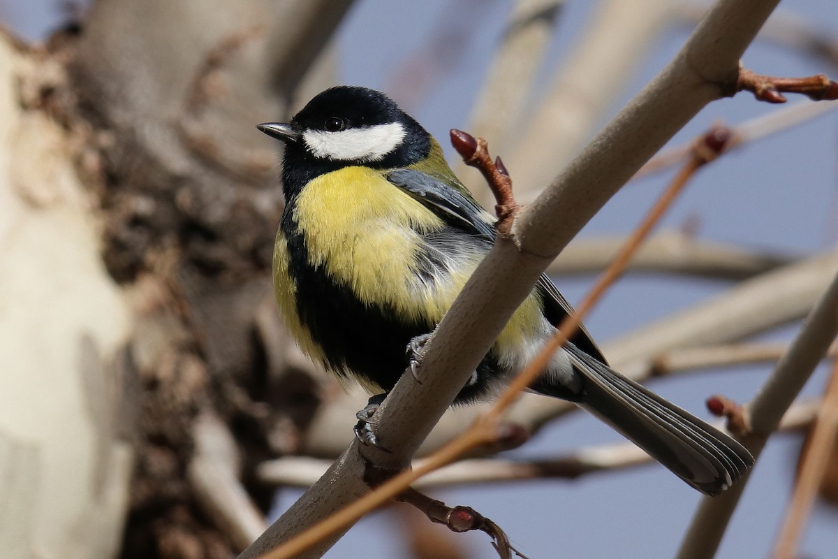 Mésange charbonnière - ML292811521