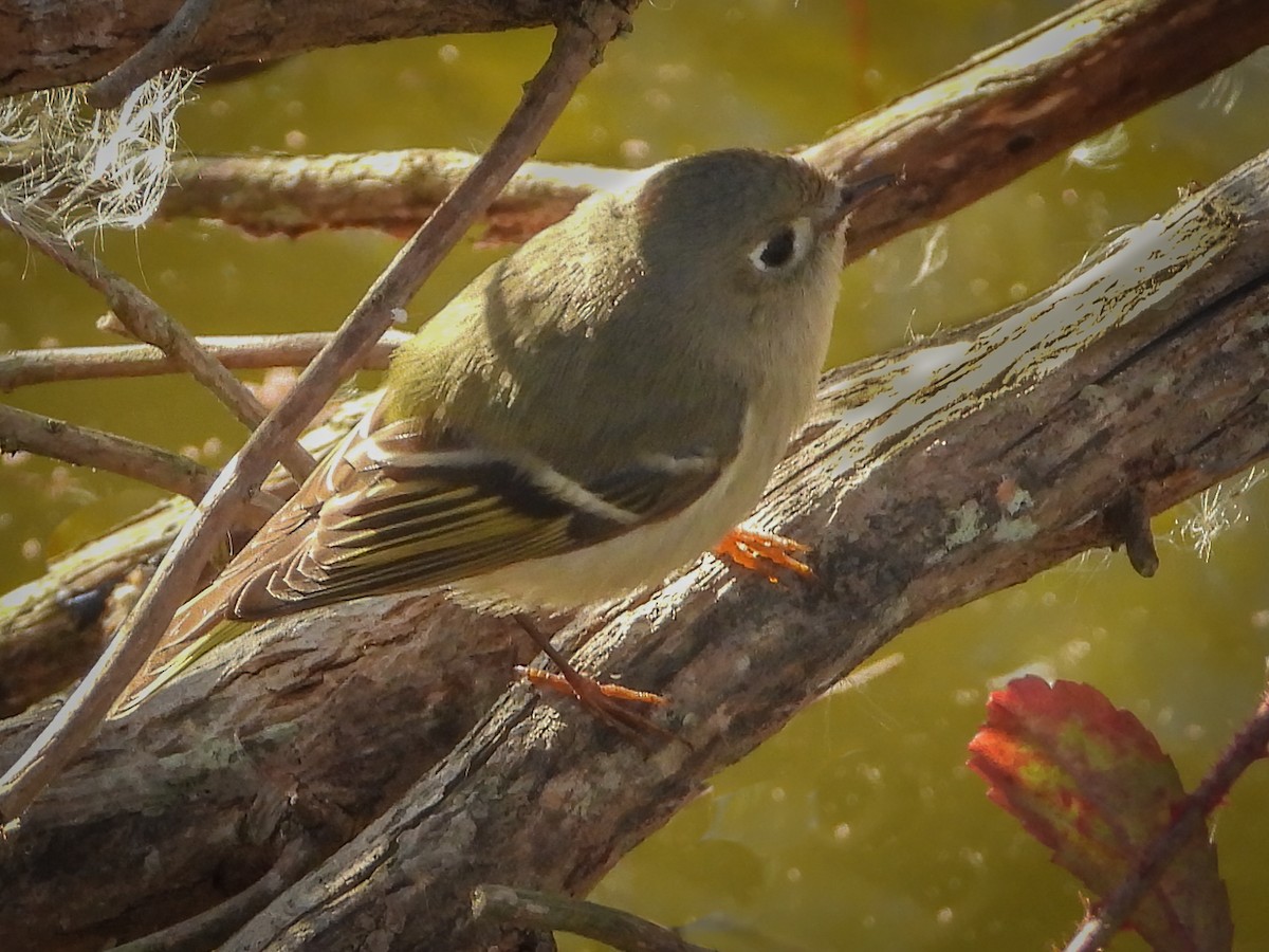 Ruby-crowned Kinglet - ML292812021