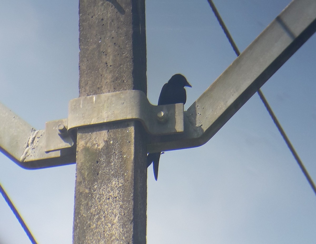 Black Drongo - Steffin Babu