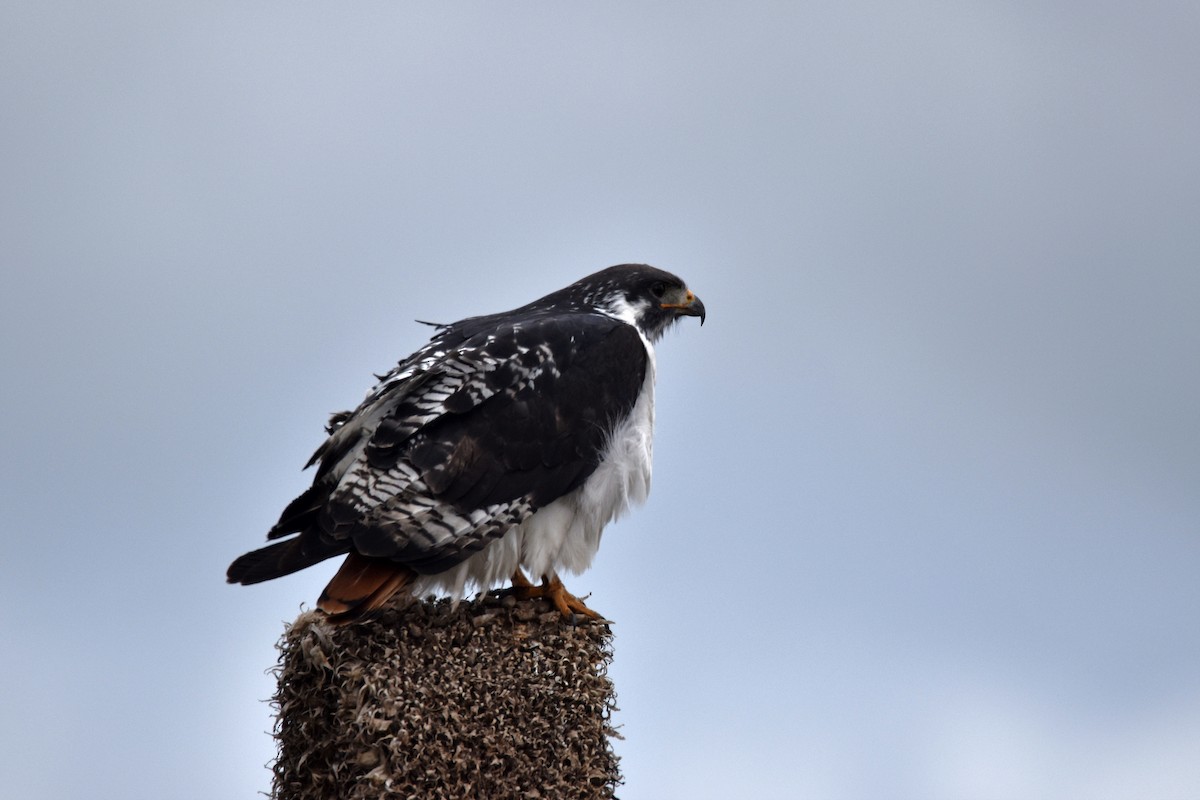 Augur Buzzard (Augur) - ML292814531