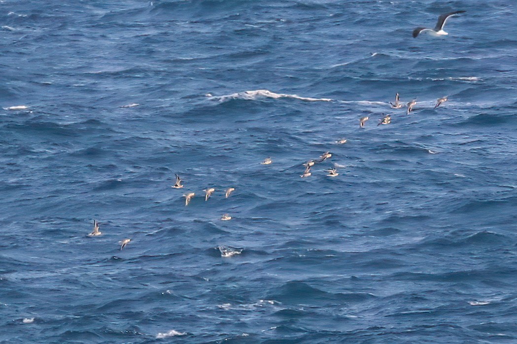 Black-bellied Plover - ML292815031