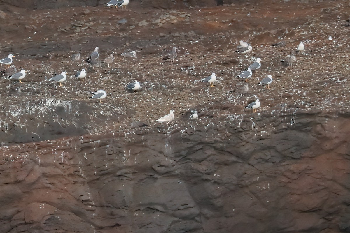 Iceland Gull - ML292815751