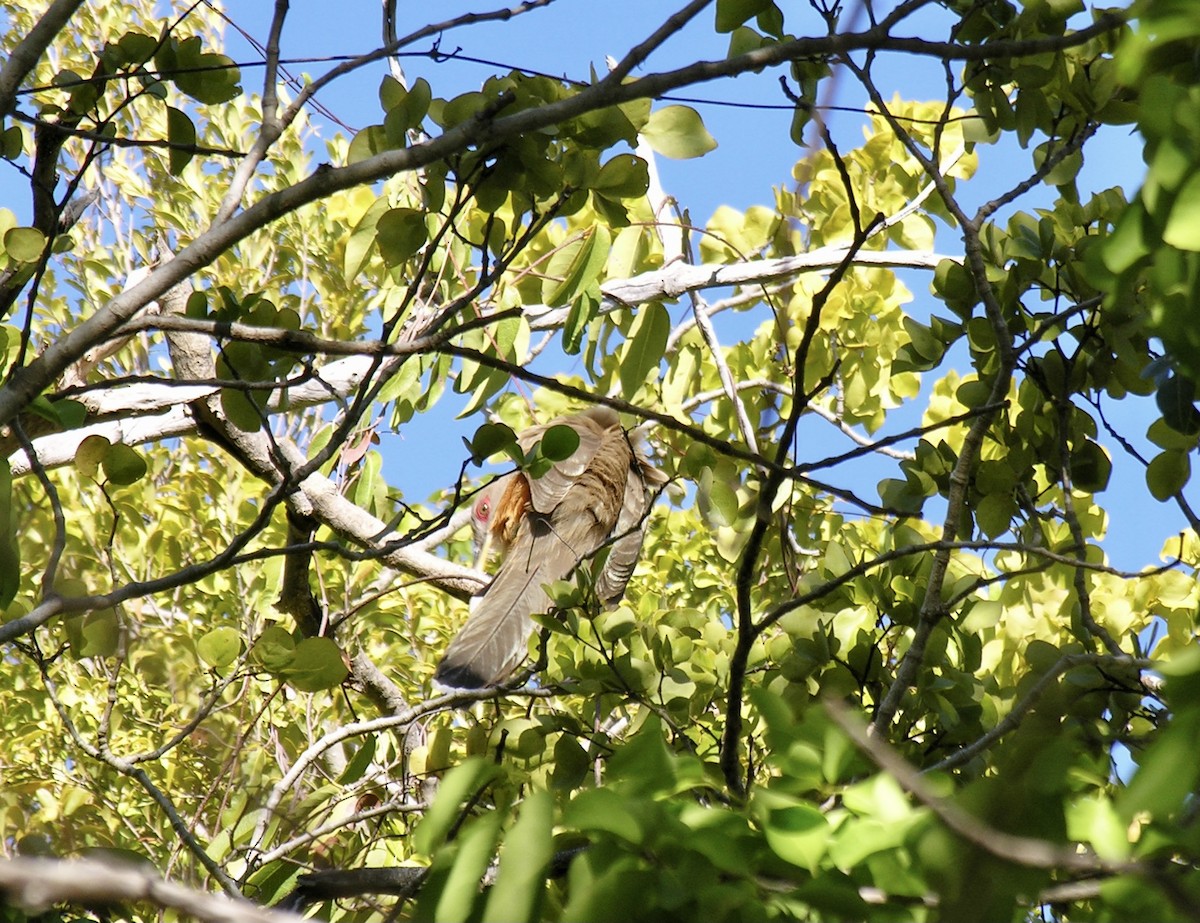 Puerto Rican Lizard-Cuckoo - Jim Goehring