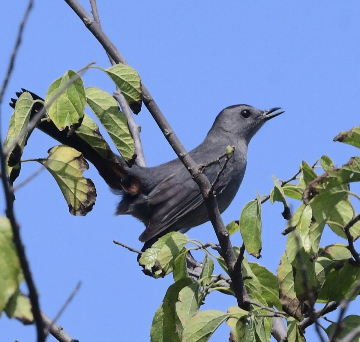 Gray Catbird - ML292817111