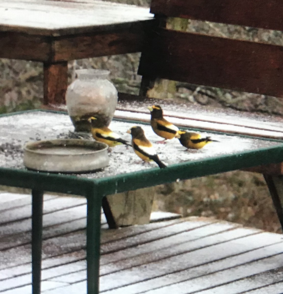 Evening Grosbeak - ML292818291