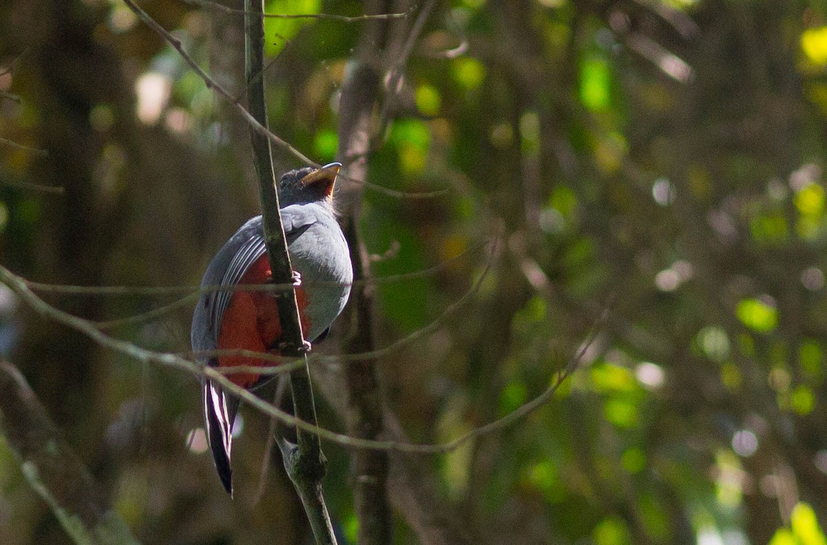 Trogon à queue noire - ML292818411