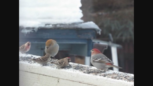 Pine Grosbeak - ML292819881