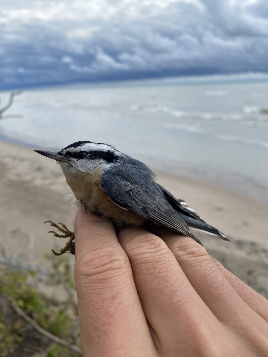 Red-breasted Nuthatch - Ryan Leys