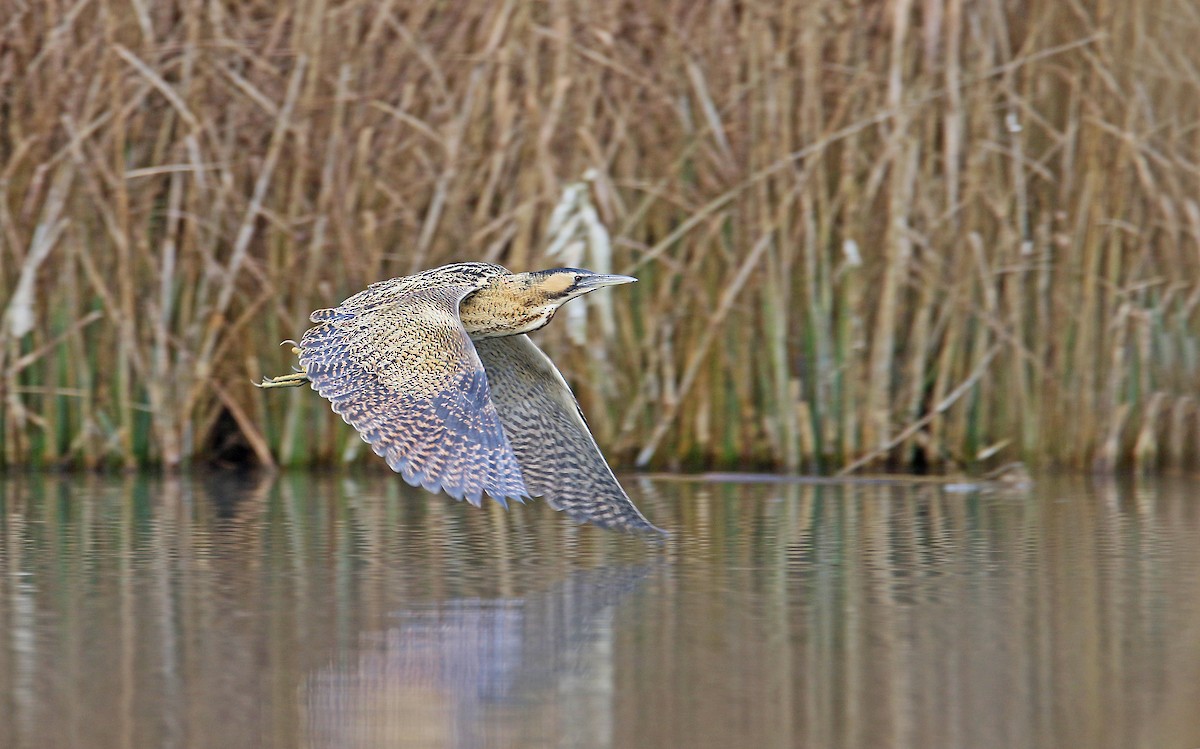 Great Bittern - ML292823201