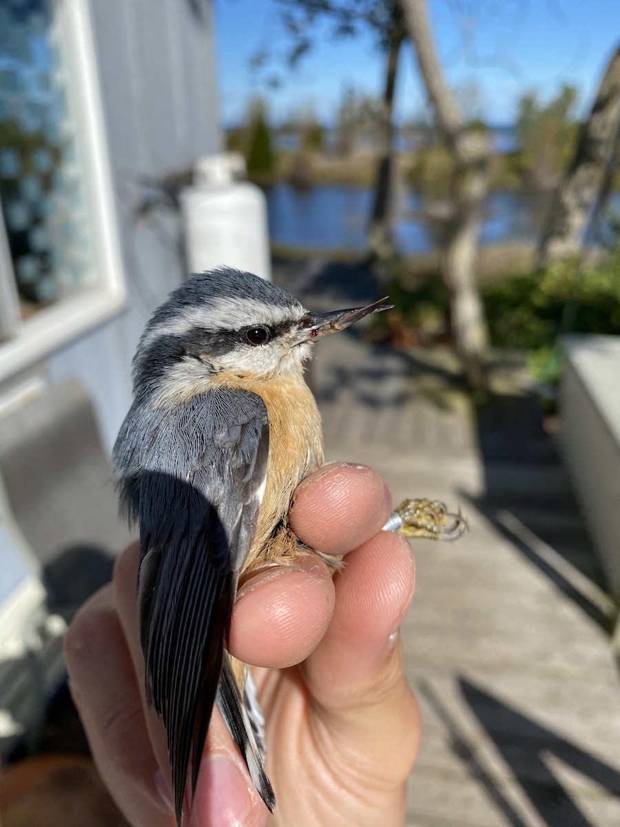 Red-breasted Nuthatch - Ryan Leys