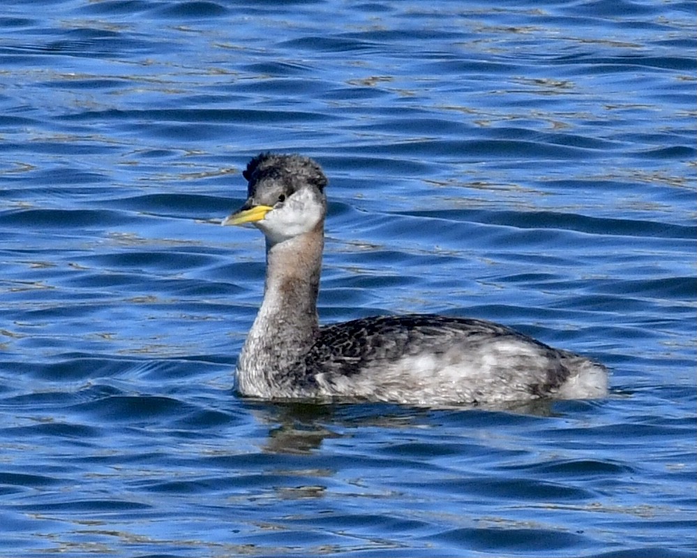 Red-necked Grebe - ML292823431