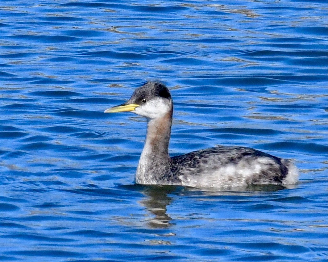 Red-necked Grebe - ML292823451