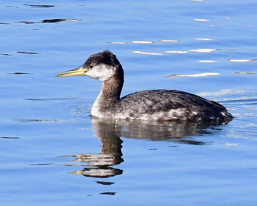 Red-necked Grebe - ML292823491