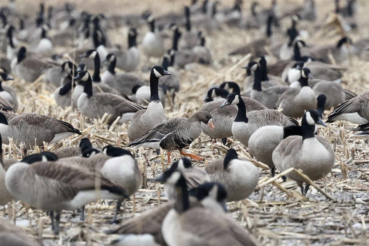 Greater White-fronted Goose - Paul Pratt