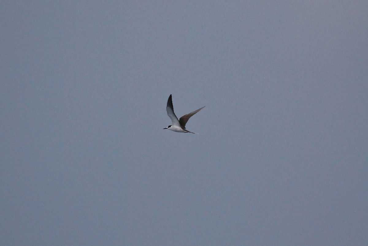 Sooty Tern - Patrick Maurice