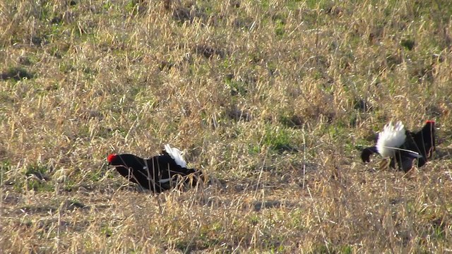 Black Grouse - ML292829401