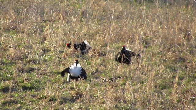 Black Grouse - ML292829901