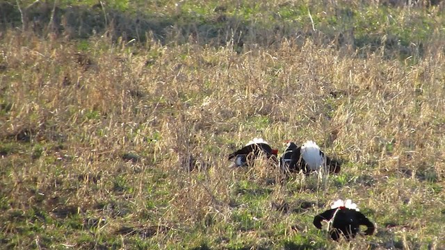 Black Grouse - ML292829961