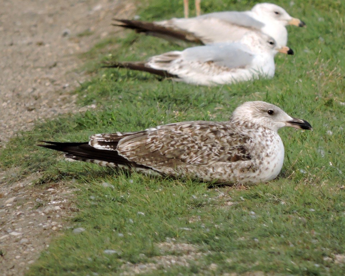 Lesser Black-backed Gull - David Lambeth