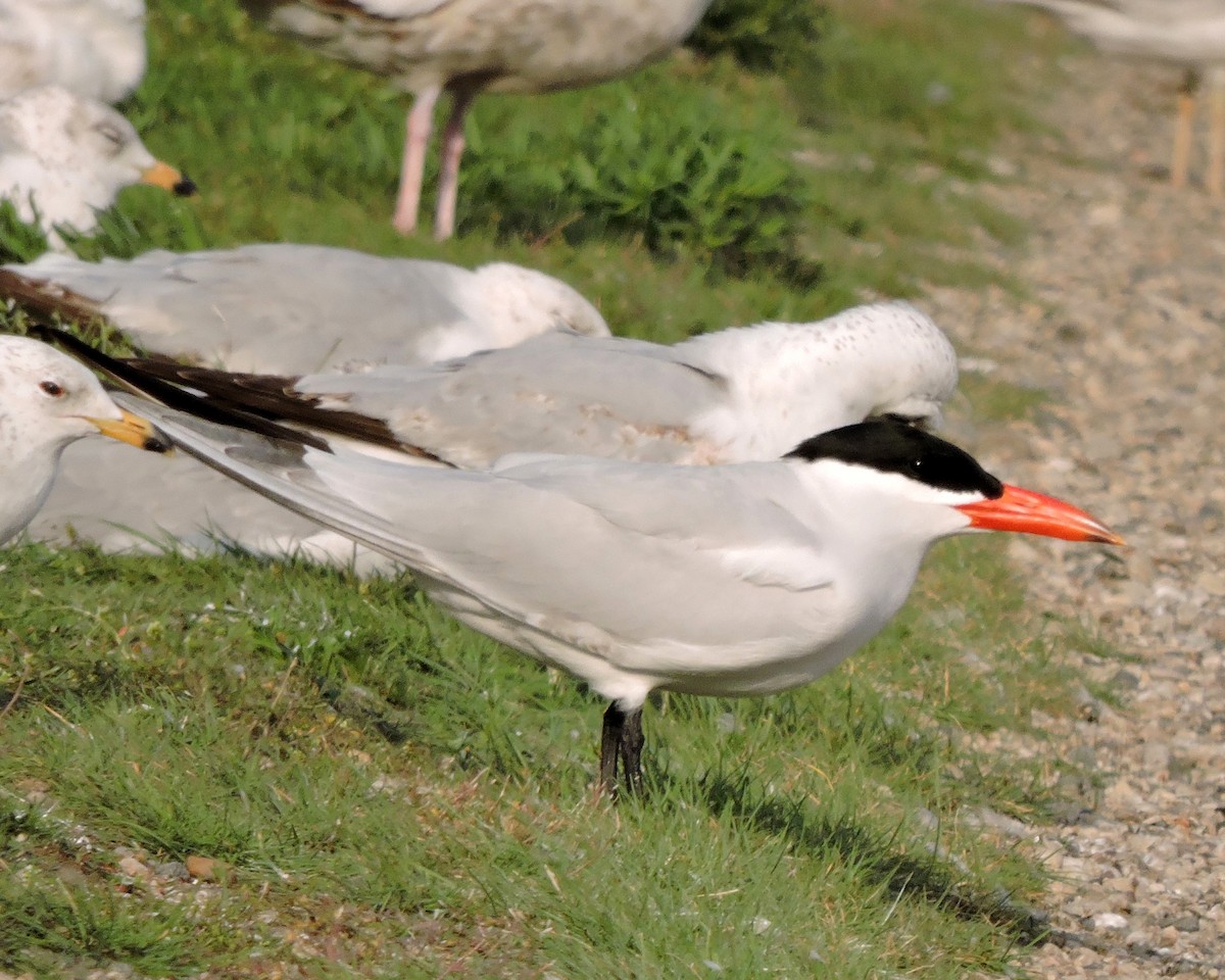 Caspian Tern - ML29283241