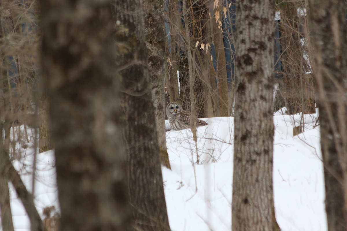 Barred Owl - ML292833931