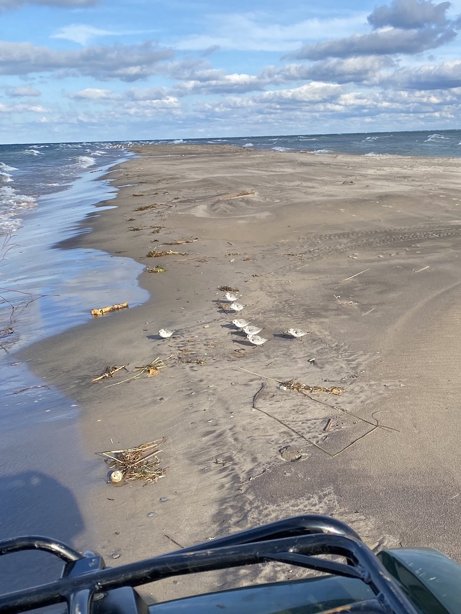 Bécasseau sanderling - ML292834051