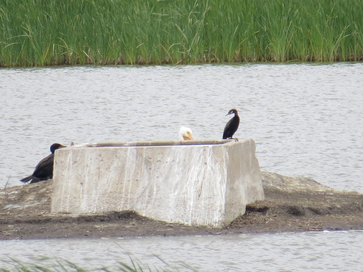 Neotropic Cormorant - ML29283491