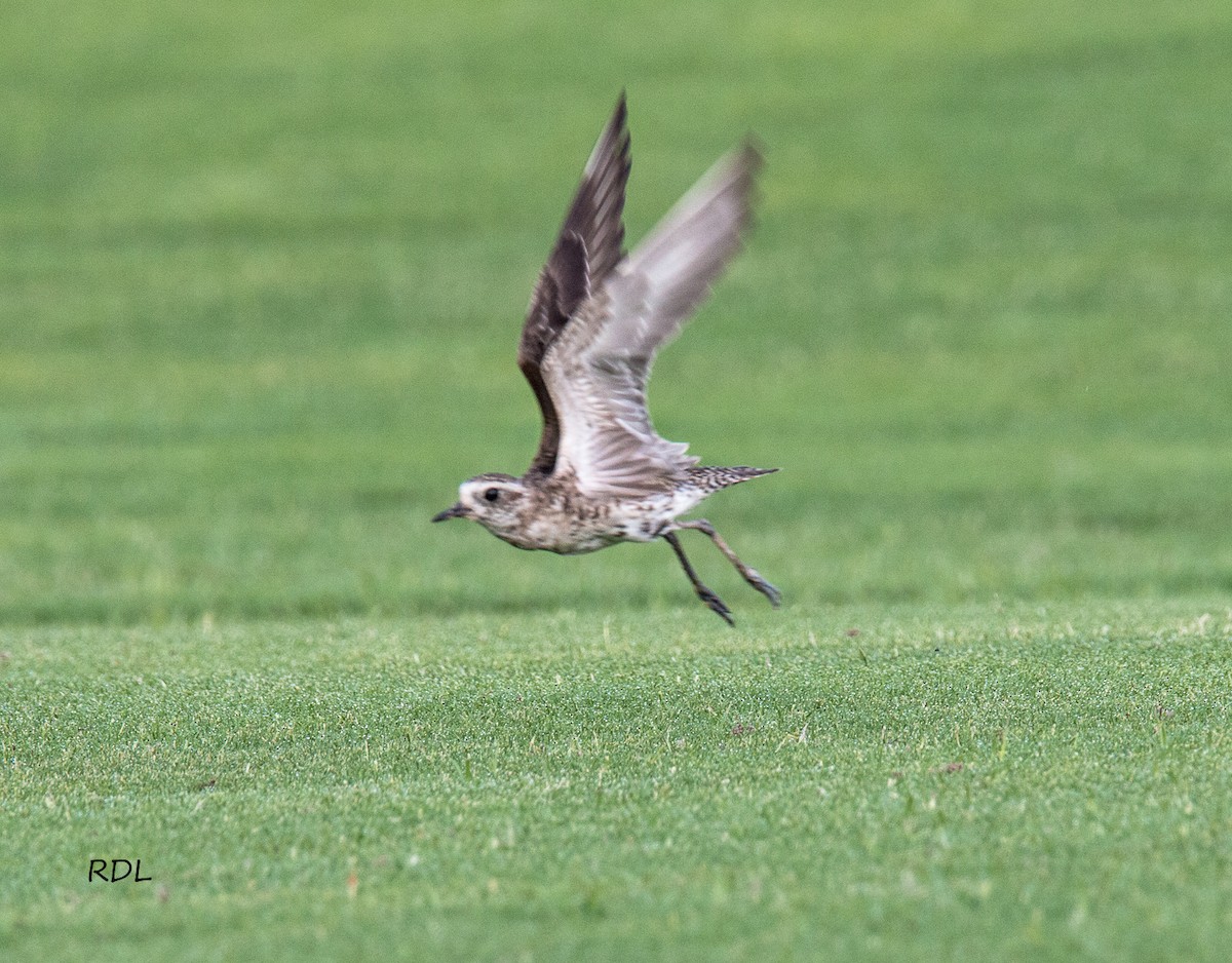 American Golden-Plover - ML29283641