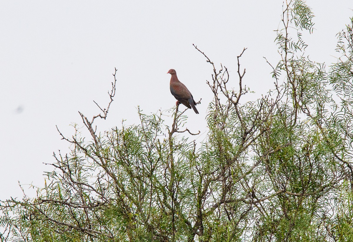 Red-billed Pigeon - Raul Delgado