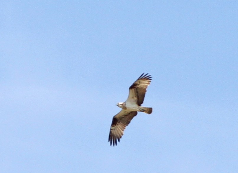 Balbuzard pêcheur - ML29283691