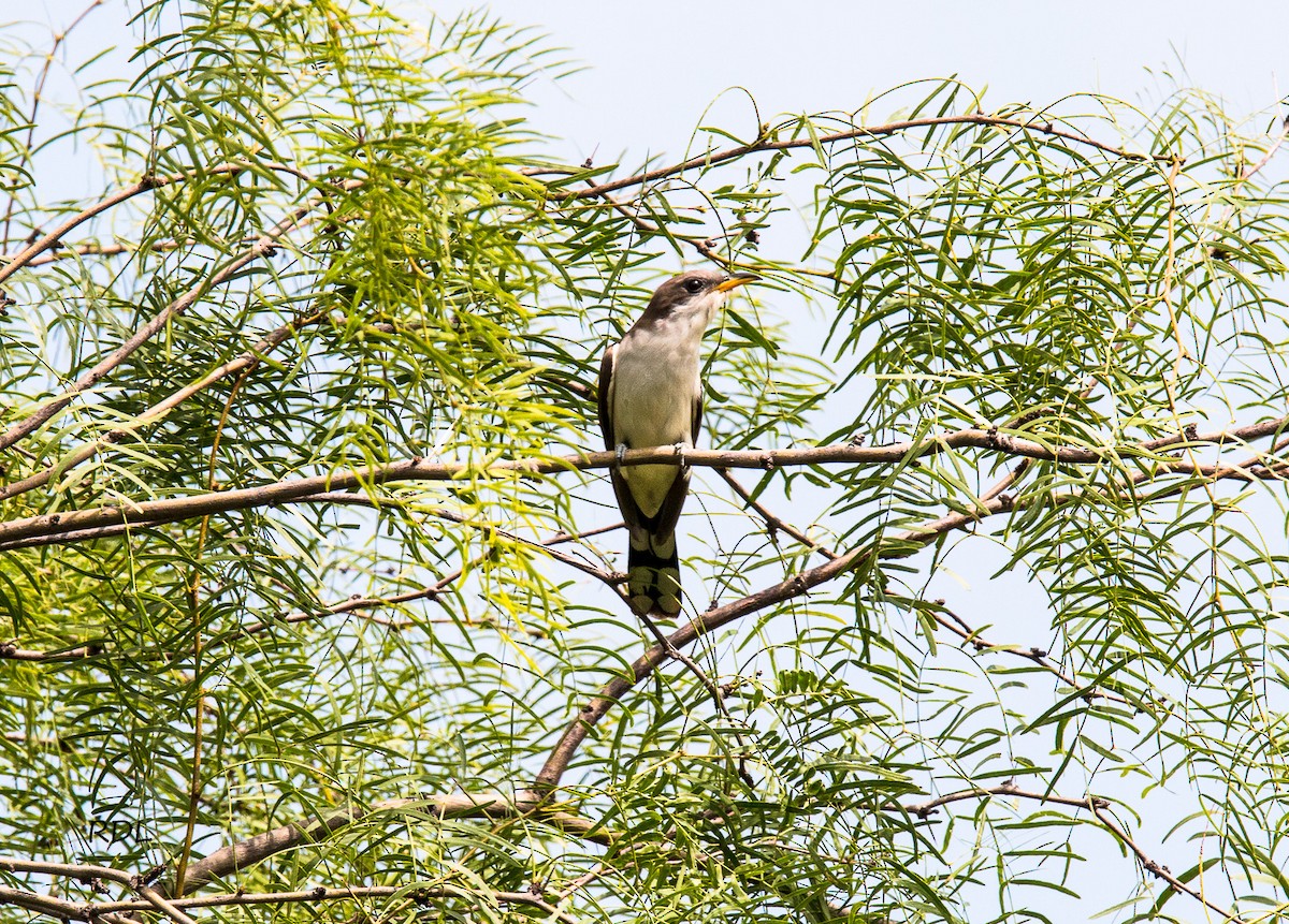 Yellow-billed Cuckoo - ML29283731