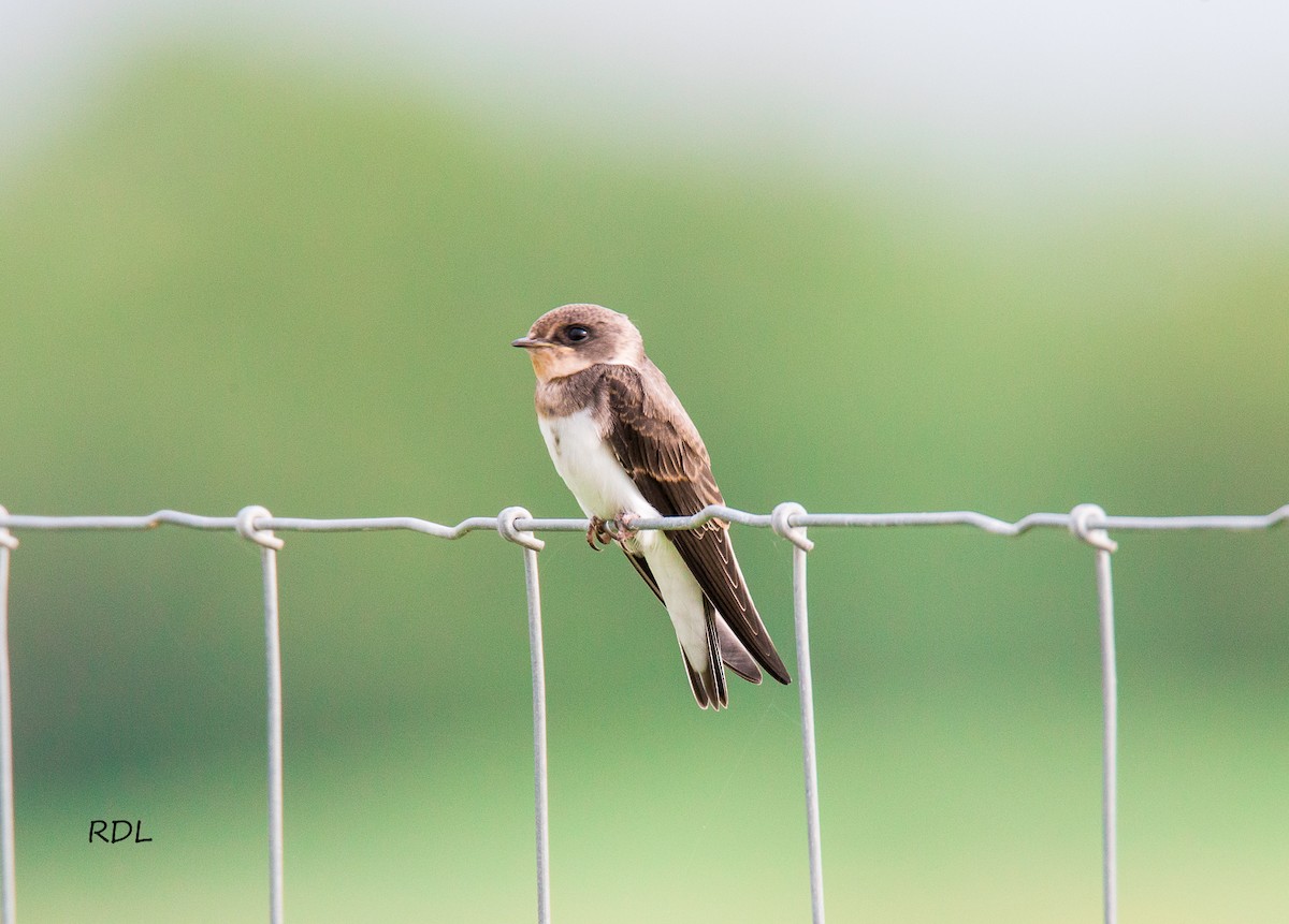 Bank Swallow - ML29283771